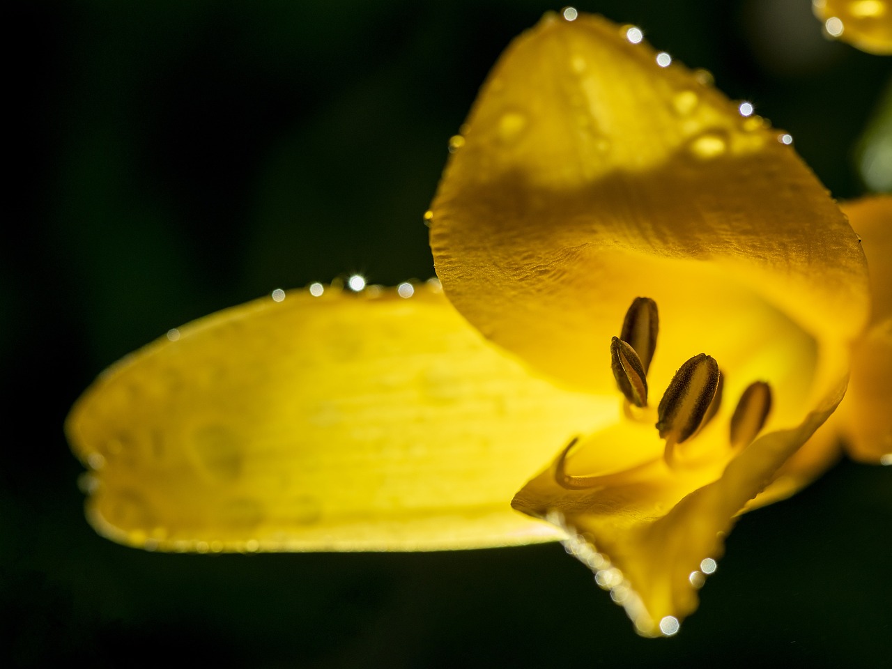 Guide to Creating an Eco-Friendly Rain Garden